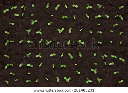 Top view of young plants seedlings in soil