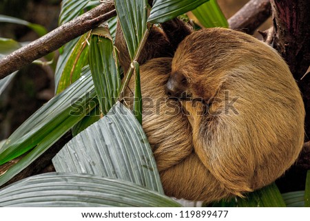 Three-toed sloth sleeping in leafs