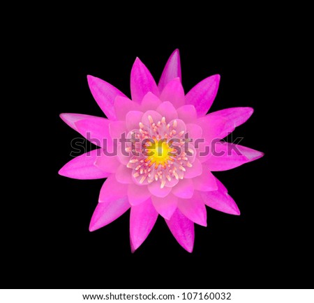 pink lotus blooming  on black isolate