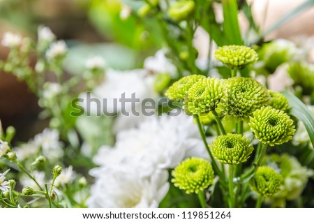 Chrysanthemum green flower