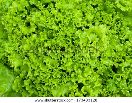 green lettuce  background