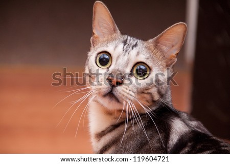 Young bengal cat