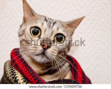 Young sad bengal cat in striped scarf
