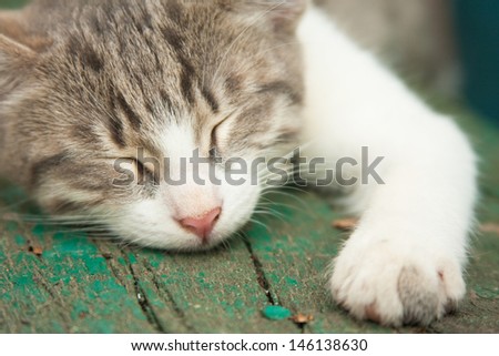 Small kitten sleeping on the bench