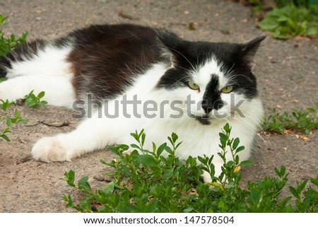 Big black and white domestic cat