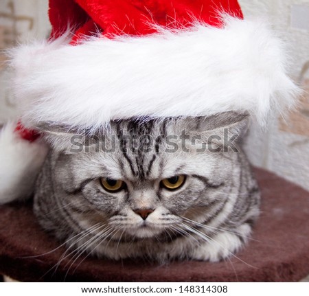 Scottish straight shorthair cat in Santa Claus hat