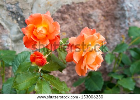 Beautiful orange roses