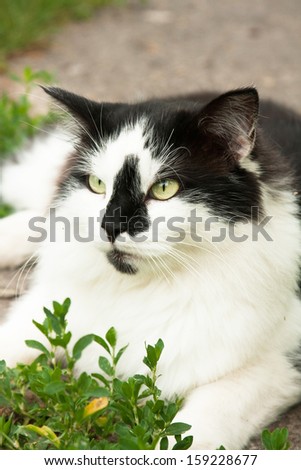 Big black and white domestic cat