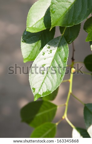 Green leaf with waterdrops after rain - Stock Image - Everypixel, Green  Leaf 