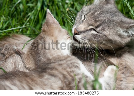 Domestic cat plays with her kitten