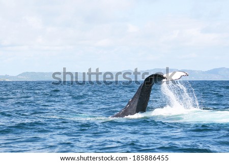 The humpback whale in the Carribean sea
