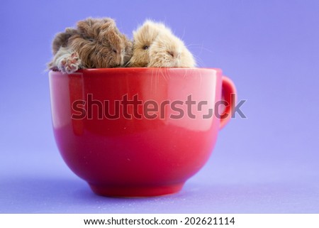 Three little guinea pigs sitting in red cup