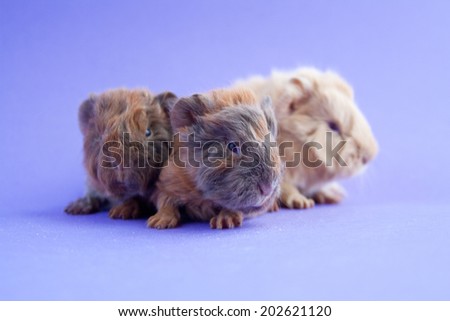 Three little guinea pigs