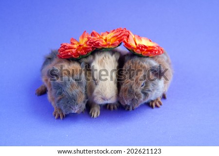 Three little guinea pigs with flowers