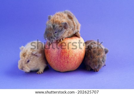Three little guinea pigs sitting on lavender background with an apple