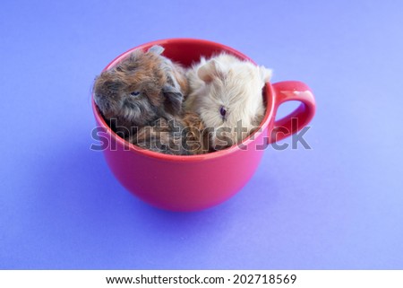Three little guinea pigs sitting in red cup