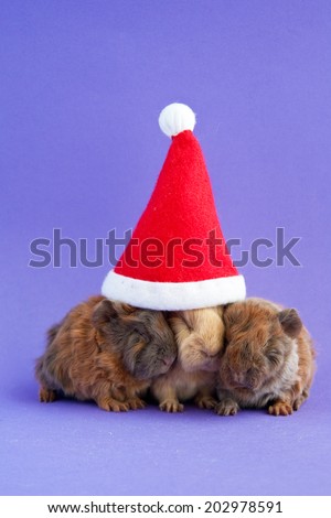 Three little guinea pigs sitting under the Santa Claus hat