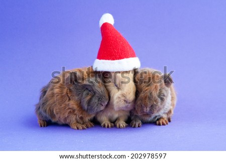 Three little guinea pigs sitting under the Santa Claus hat