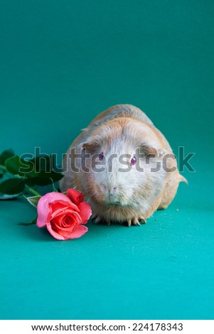 Guinea pig with pink rose