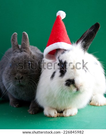 Two rabbits (one in Santa Claus hat) sitting on green background