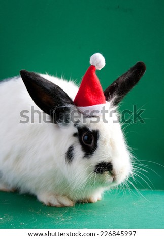 Big white rabbit in Santa Claus hat sitting on green background