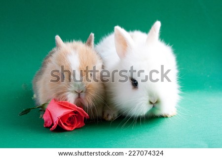 Two small rabbits with pink rose on green background