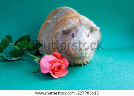 Guinea pig with pink rose