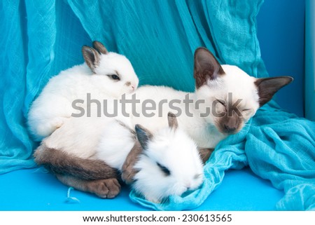 Oriental blue-point Siamese kitten and two small white rabbits sitting on blue background