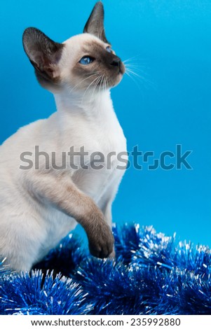 Oriental blue-point Siamese kitten sitting with Christmas garland on blue background