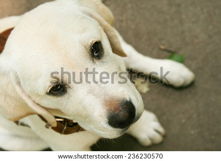 Little labrador puppy closeup.