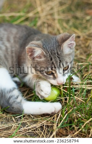 Small kitten playing with an apple