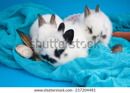 Three small rabbits