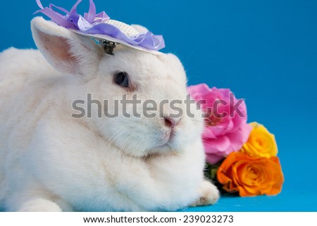 Big white rabbit in small lavender hat