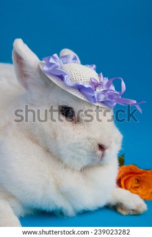 Big white rabbit in small lavender hat