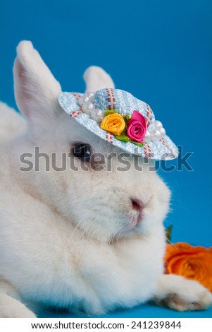 Big white rabbit in small blue hat