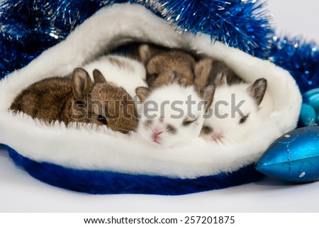 Seven little rabbits in Santa Claus hat