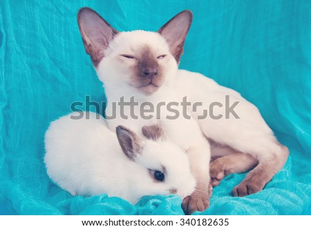 Oriental blue-point Siamese kitten and small white rabbit sitting on blue background