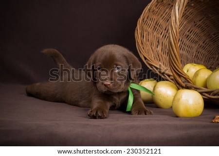 Chocolate labrador puppy lying on a brown background near basket of apples and looking into the camera