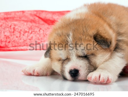 Japanese Akita-inu puppy sleep over white background