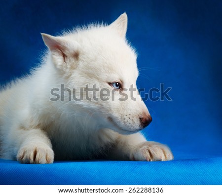 siberian husky puppy  with blue eyes lying blue background