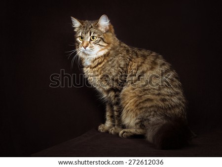 purebred Siberian cat on dark brown background