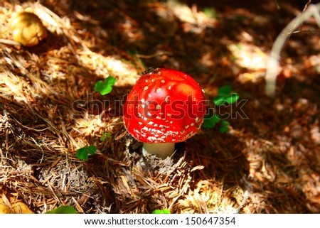 Red Amanita, Poisonous Organism, close up shot .