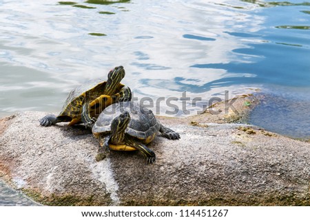 two water turtles on the rock