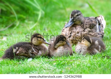 duck and little ducklings
