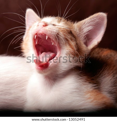 the close up of little kitten while roaring with big mouth