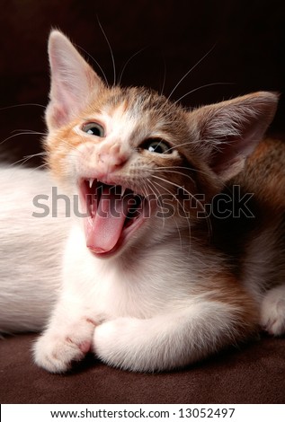 the close up of sleepy litte kitten while roaring with big mouth