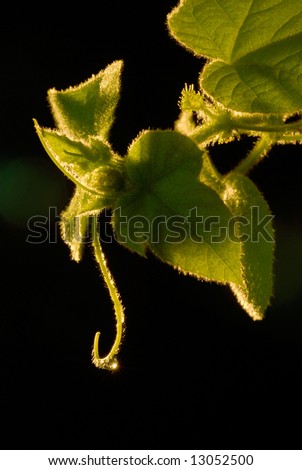 close up of green leaves on plain black background