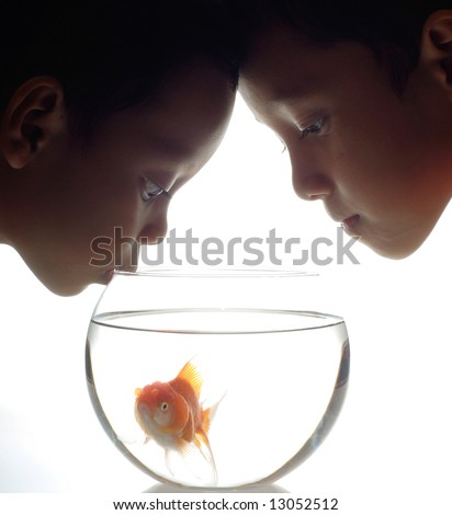 the goldfish curious of what the kids staring at her