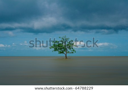 lonely mangrove tree sit in the middle of the ocean during the cloudy day