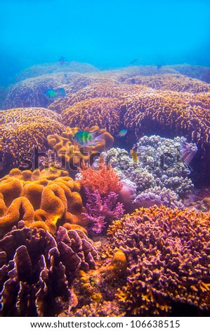 Vertical underwater landscapes of coral reef and ocean life